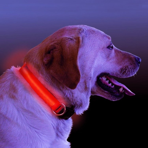 LED Light-Up Dog Collar