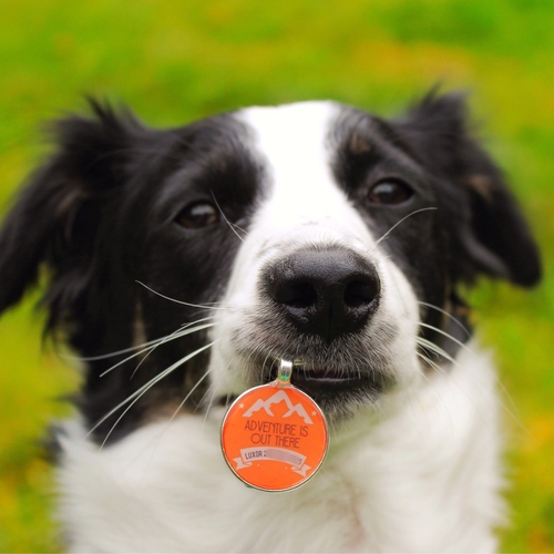 Personalized Dog ID Tag - Image 2