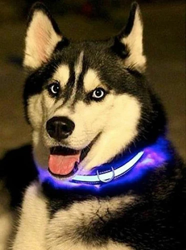 Husky wearing glowing blue LED dog collar