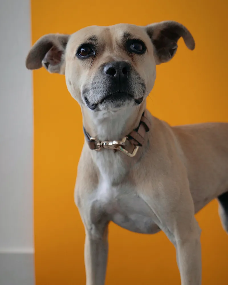 Brown dog wearing a collar against a warm orange backdrop
